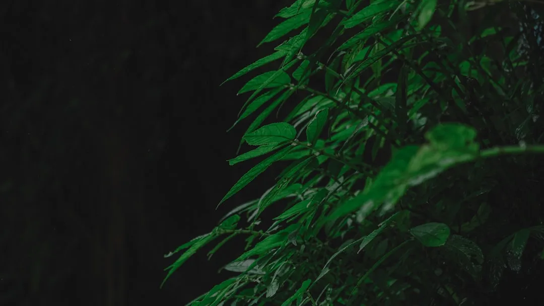 Dirtbike Bali Price Guide